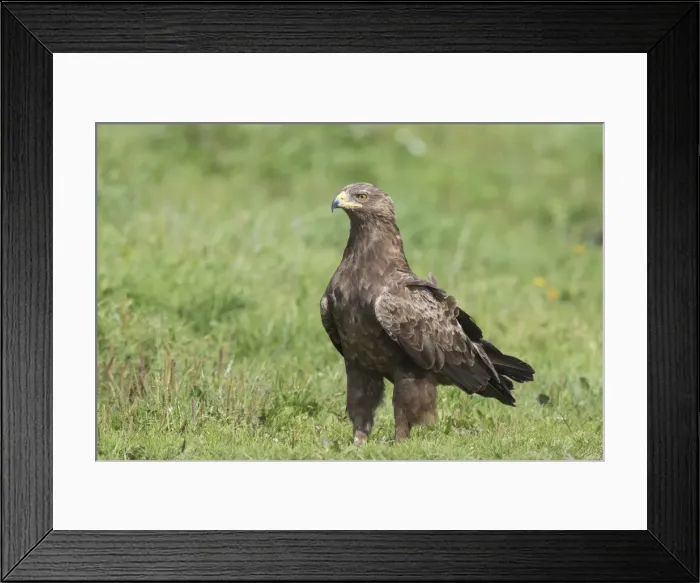 Framed Print : Picture No. 11992404 Framed Print : Picture No. 11992404