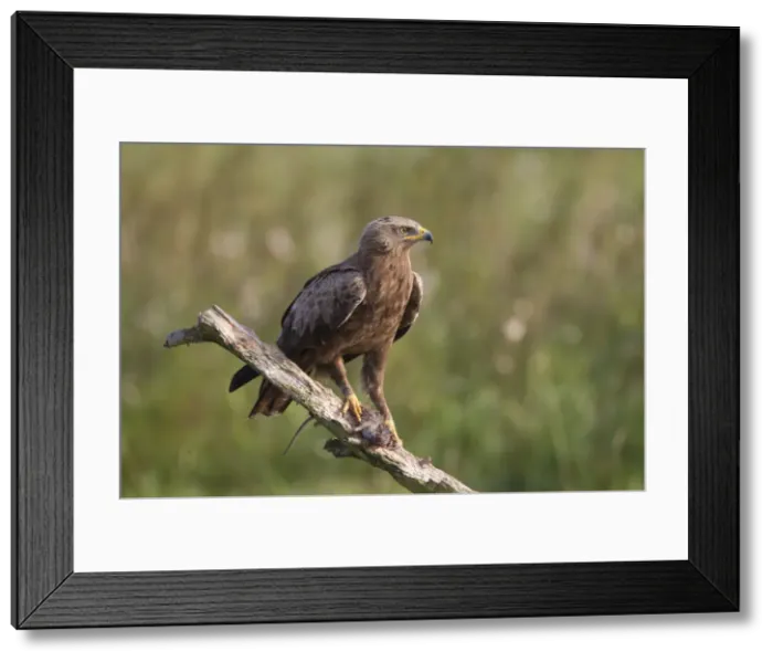 Framed Print : Picture No. 11992406 Framed Print : Picture No. 11992406