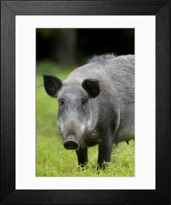 Framed Print : Picture No. 11992409 Framed Print : Picture No. 11992409