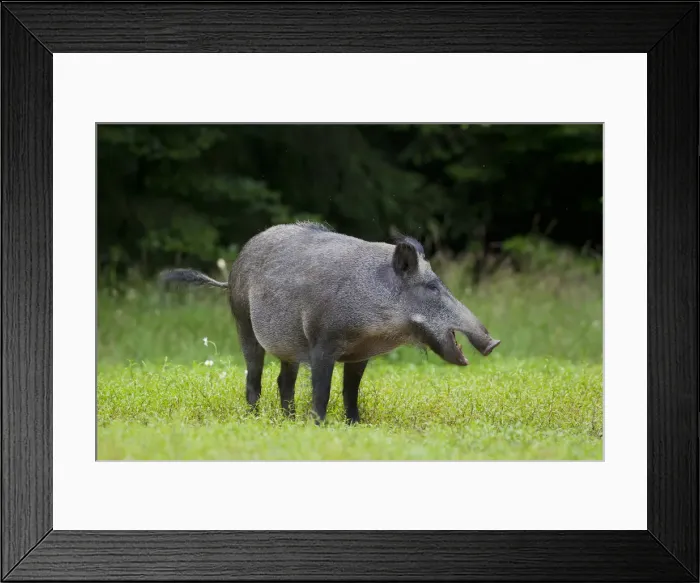Framed Print : Picture No. 11992410 Framed Print : Picture No. 11992410