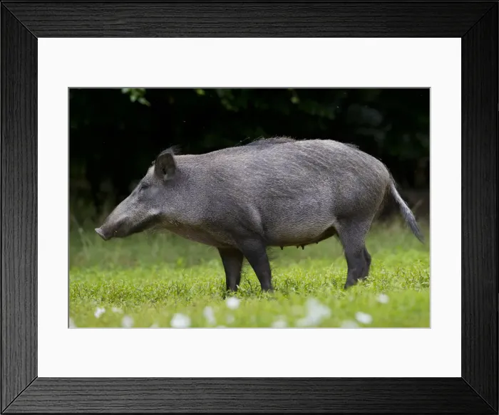 Framed Print : Picture No. 11992411 Framed Print : Picture No. 11992411