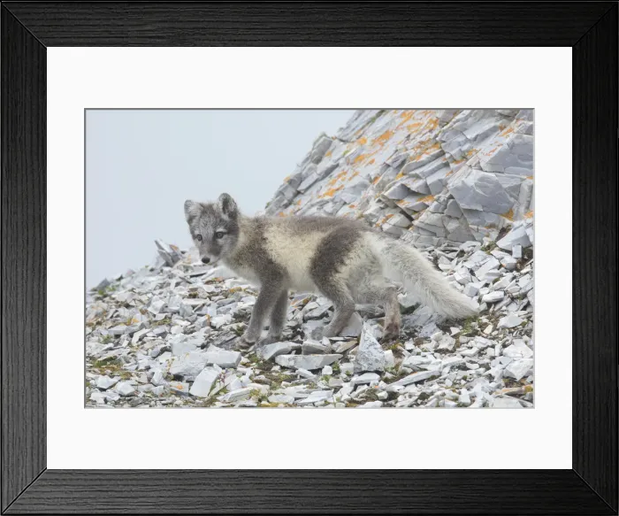 Framed Print : Picture No. 11992911 Framed Print : Picture No. 11992911
