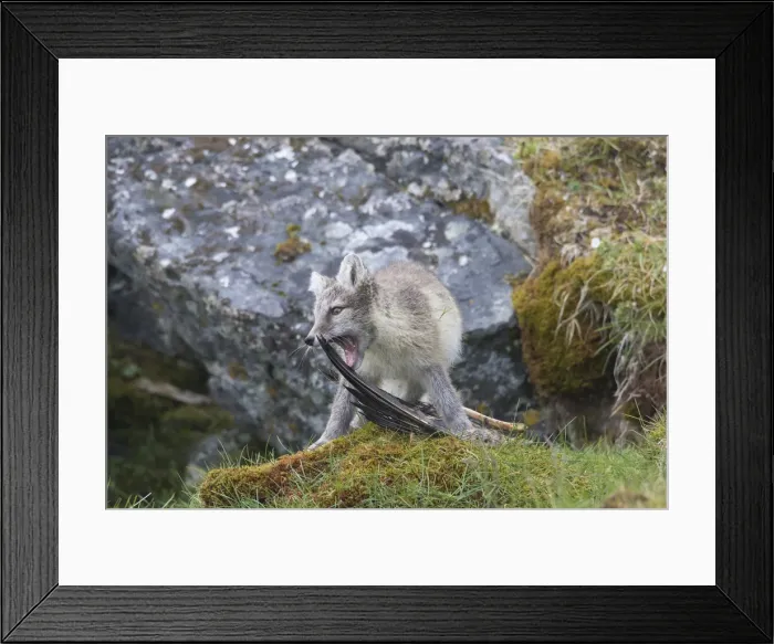 Framed Print : Picture No. 11992912 Framed Print : Picture No. 11992912