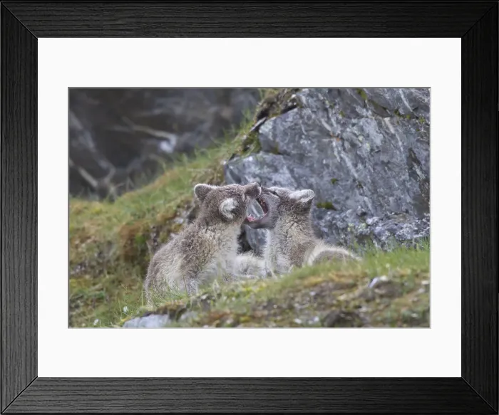 Framed Print : Picture No. 11992913 Framed Print : Picture No. 11992913