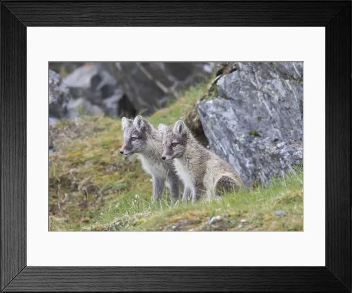 Framed Print : Picture No. 11992914 Framed Print : Picture No. 11992914