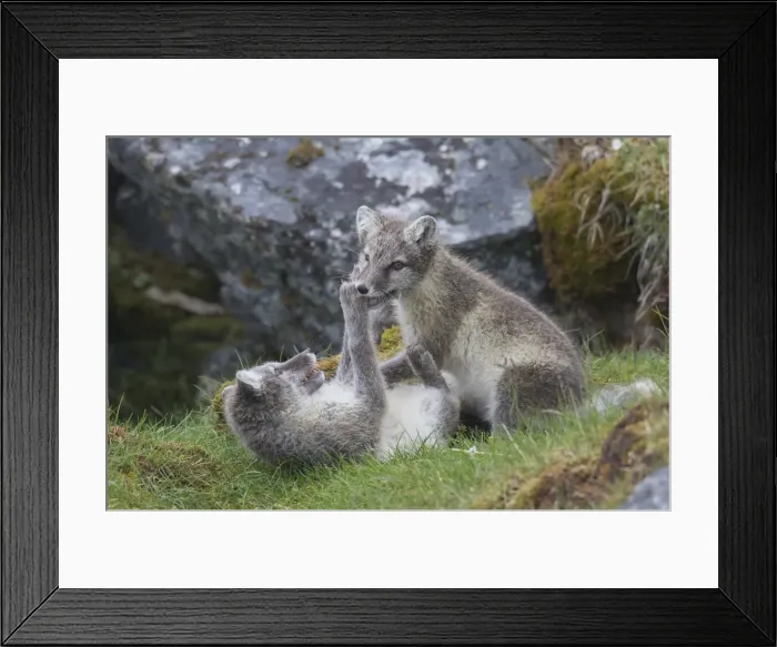 Framed Print : Picture No. 11992915 Framed Print : Picture No. 11992915
