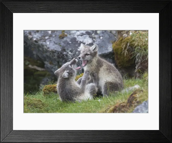 Framed Print : Picture No. 11992916 Framed Print : Picture No. 11992916