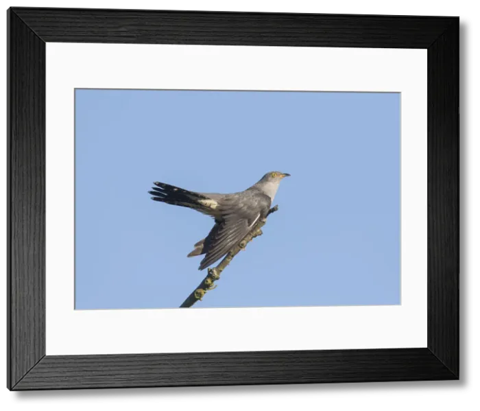 Framed Print : Picture No. 11992918 Framed Print : Picture No. 11992918
