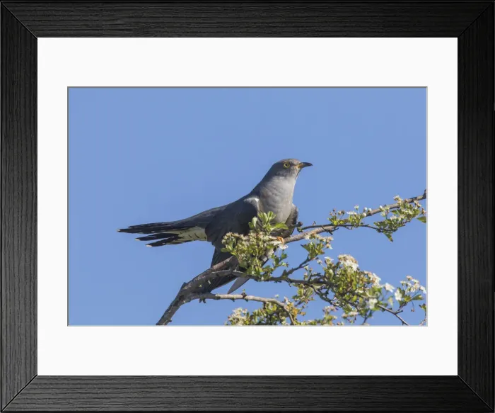 Framed Print : Picture No. 11992919 Framed Print : Picture No. 11992919