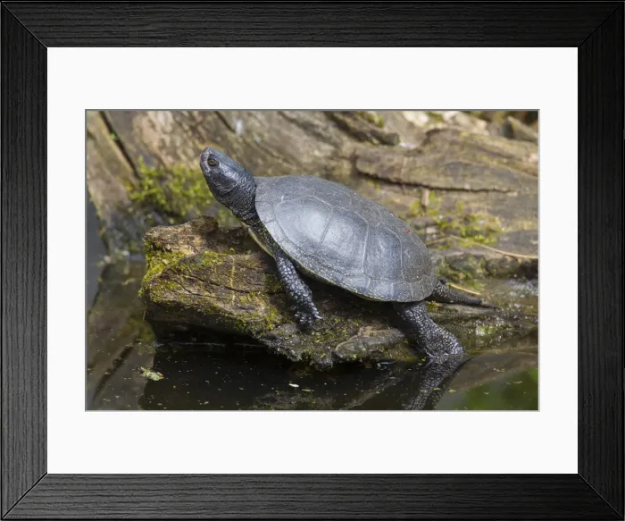 Framed Print : Picture No. 11992921 Framed Print : Picture No. 11992921