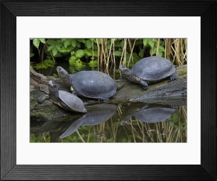 Framed Print : Picture No. 11992922 Framed Print : Picture No. 11992922