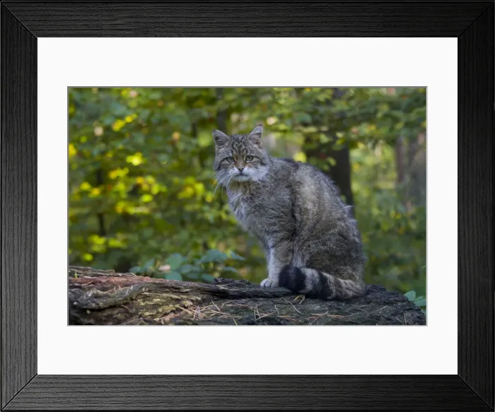 Framed Print : Picture No. 11992923 Framed Print : Picture No. 11992923