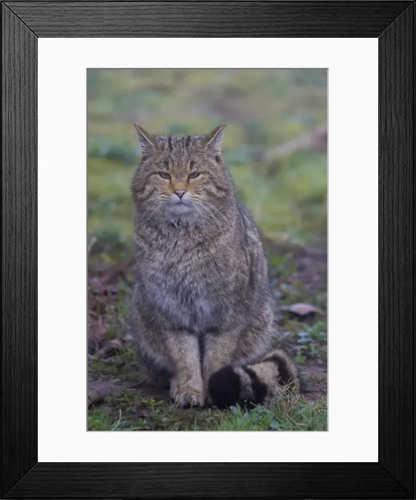 Framed Print : Picture No. 11992924 Framed Print : Picture No. 11992924