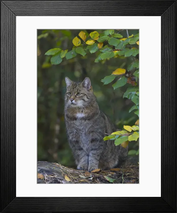 Framed Print : Picture No. 11992925 Framed Print : Picture No. 11992925