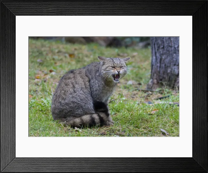 Framed Print : Picture No. 11992926 Framed Print : Picture No. 11992926