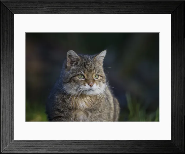 Framed Print : Picture No. 11992927 Framed Print : Picture No. 11992927