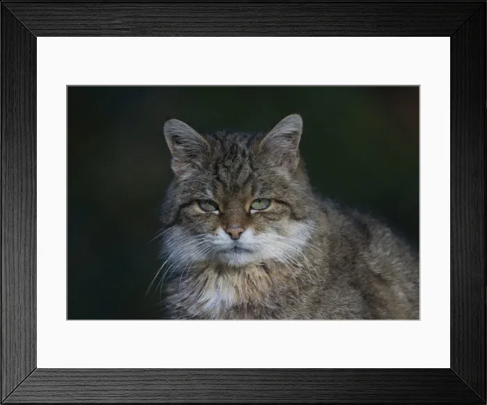Framed Print : Picture No. 11992928 Framed Print : Picture No. 11992928