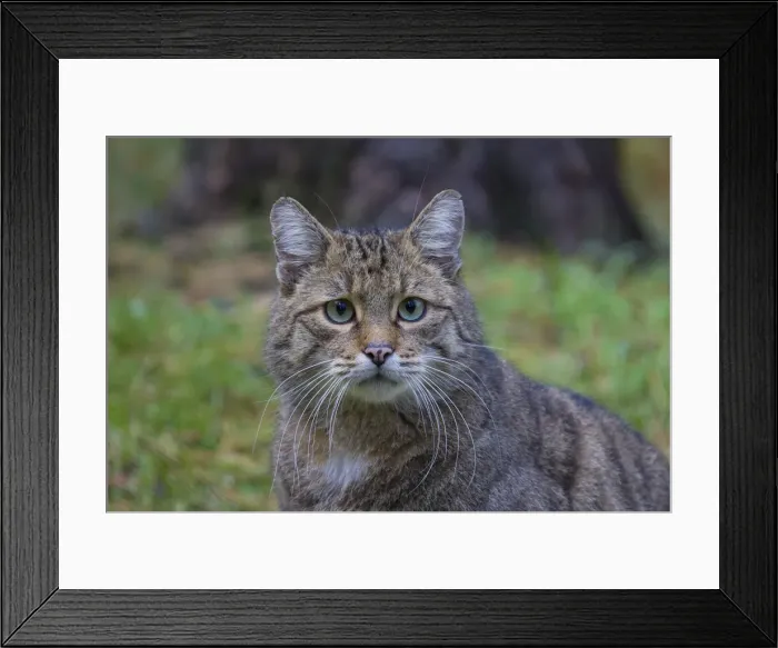 Framed Print : Picture No. 11992929 Framed Print : Picture No. 11992929