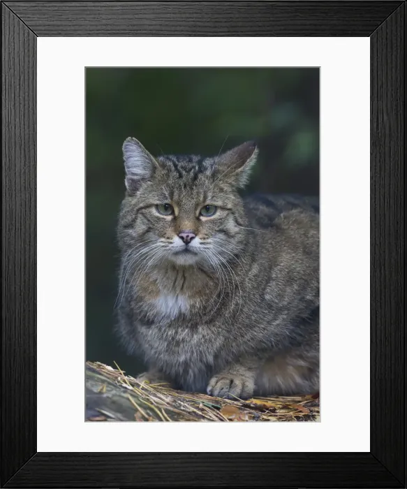Framed Print : Picture No. 11992930 Framed Print : Picture No. 11992930