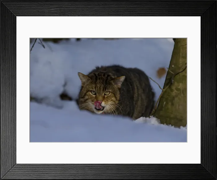 Framed Print : Picture No. 11992931 Framed Print : Picture No. 11992931