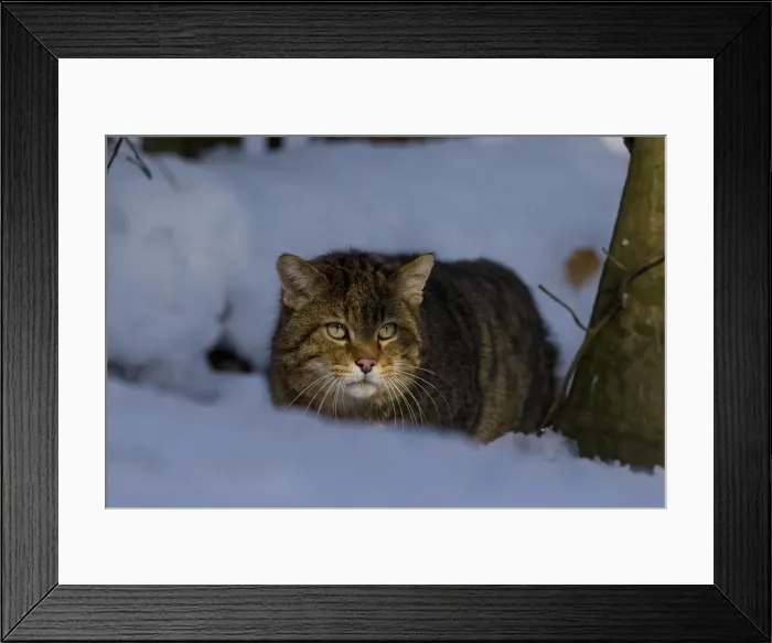 Framed Print : Picture No. 11992932 Framed Print : Picture No. 11992932