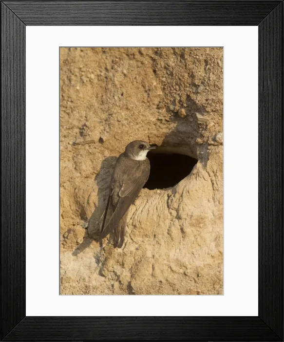 Framed Print : Picture No. 11992944 Framed Print : Picture No. 11992944
