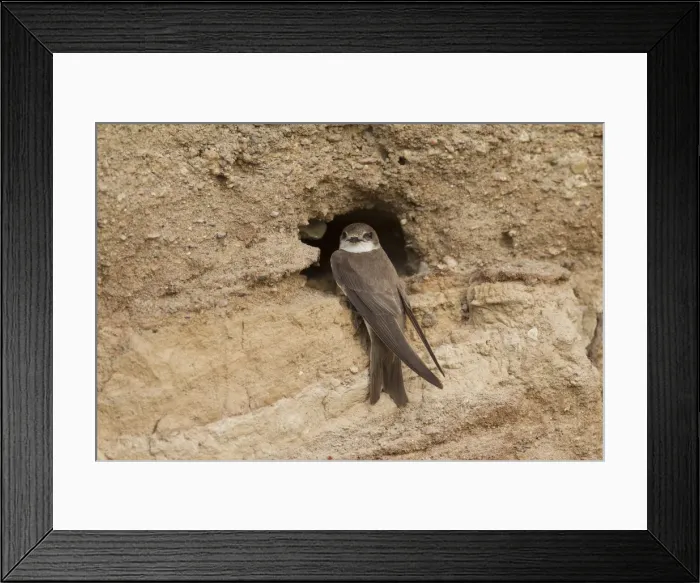 Framed Print : Picture No. 11992945 Framed Print : Picture No. 11992945