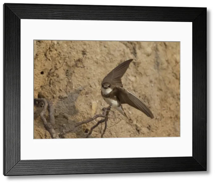 Framed Print : Picture No. 11992946