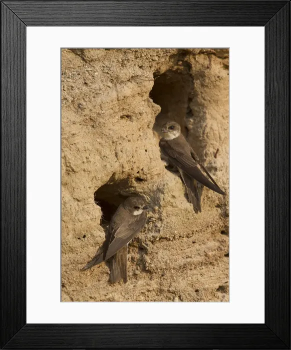 Framed Print : Picture No. 11992947 Framed Print : Picture No. 11992947