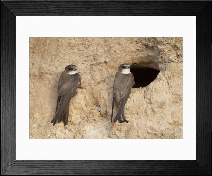 Framed Print : Picture No. 11992948 Framed Print : Picture No. 11992948