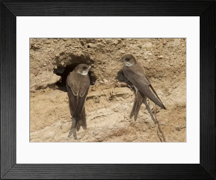 Framed Print : Picture No. 11992949 Framed Print : Picture No. 11992949
