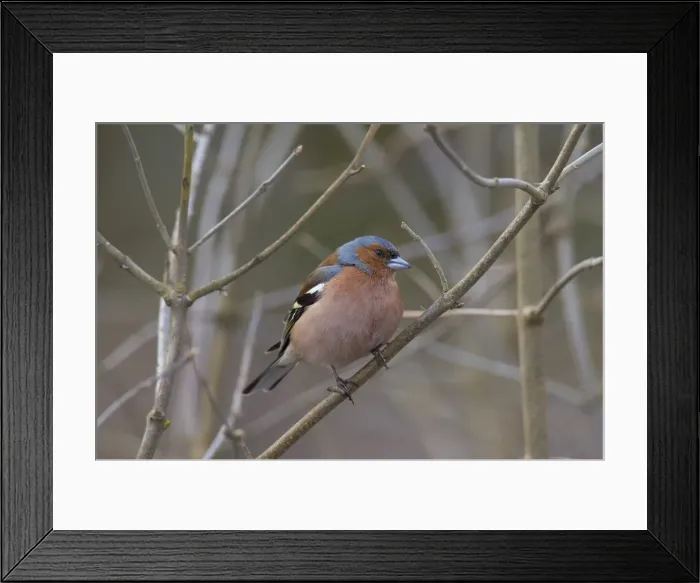 Framed Print : Picture No. 11992951 Framed Print : Picture No. 11992951