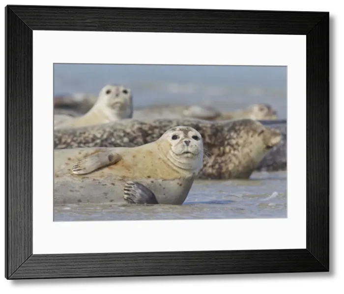 Framed Print : Picture No. 11992956 Framed Print : Picture No. 11992956