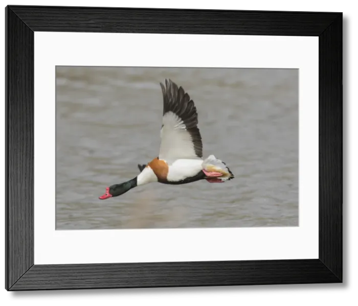 Framed Print : Picture No. 11992962 Framed Print : Picture No. 11992962