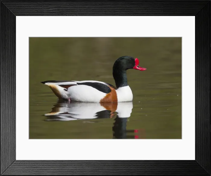 Framed Print : Picture No. 11992963 Framed Print : Picture No. 11992963