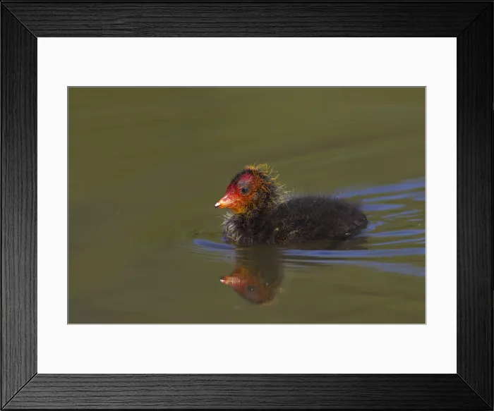 Framed Print : Picture No. 11992964 Framed Print : Picture No. 11992964