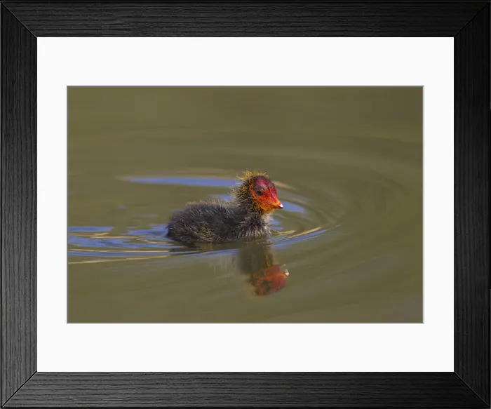 Framed Print : Picture No. 11992965 Framed Print : Picture No. 11992965