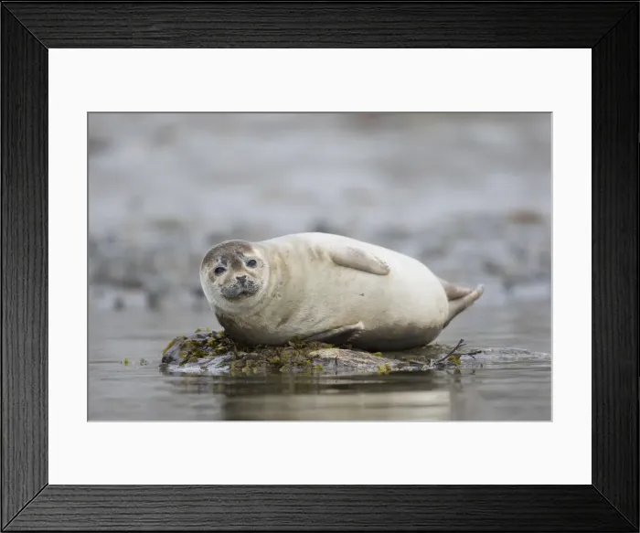 Framed Print : Picture No. 11992971 Framed Print : Picture No. 11992971