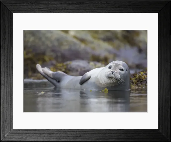 Framed Print : Picture No. 11992972 Framed Print : Picture No. 11992972