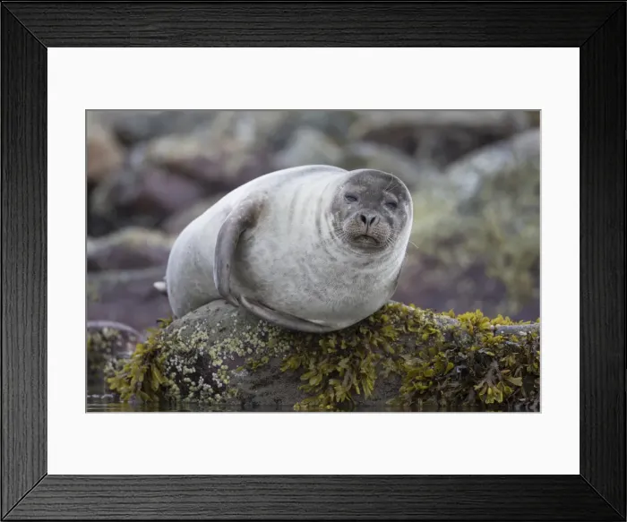 Framed Print : Picture No. 11992973 Framed Print : Picture No. 11992973