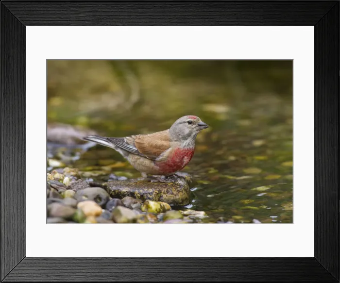 Framed Print : Picture No. 11992974 Framed Print : Picture No. 11992974