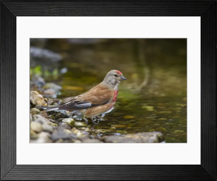 Framed Print : Picture No. 11992975 Framed Print : Picture No. 11992975