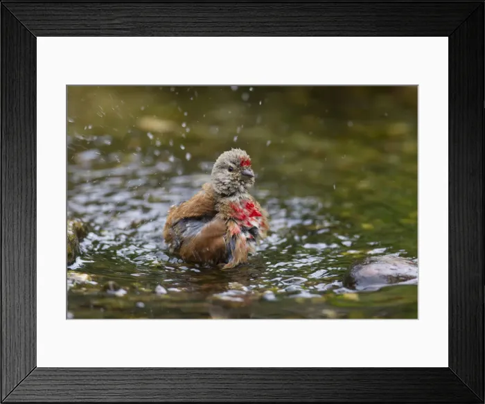 Framed Print : Picture No. 11992976 Framed Print : Picture No. 11992976