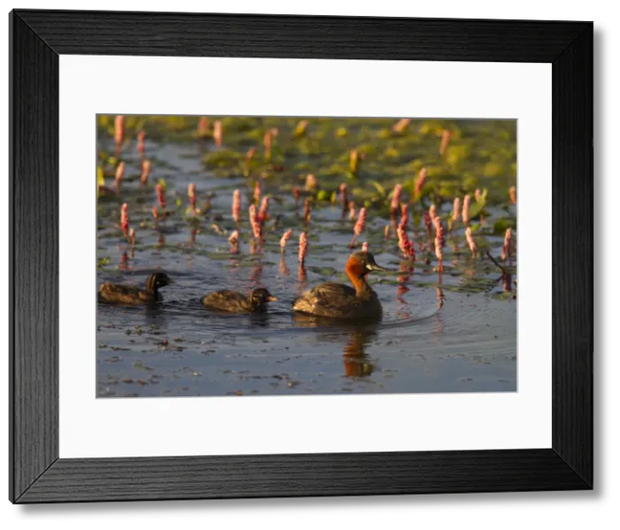Framed Print : Picture No. 11992977 Framed Print : Picture No. 11992977