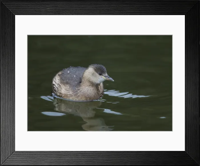 Framed Print : Picture No. 11992978 Framed Print : Picture No. 11992978