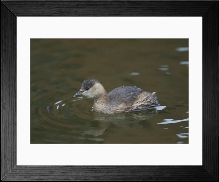 Framed Print : Picture No. 11992979 Framed Print : Picture No. 11992979