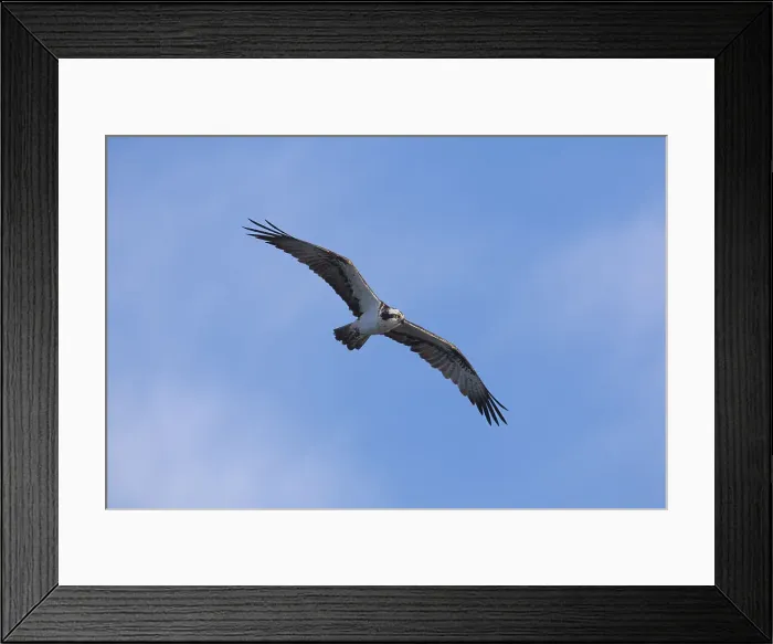 Framed Print : Picture No. 11992981 Framed Print : Picture No. 11992981