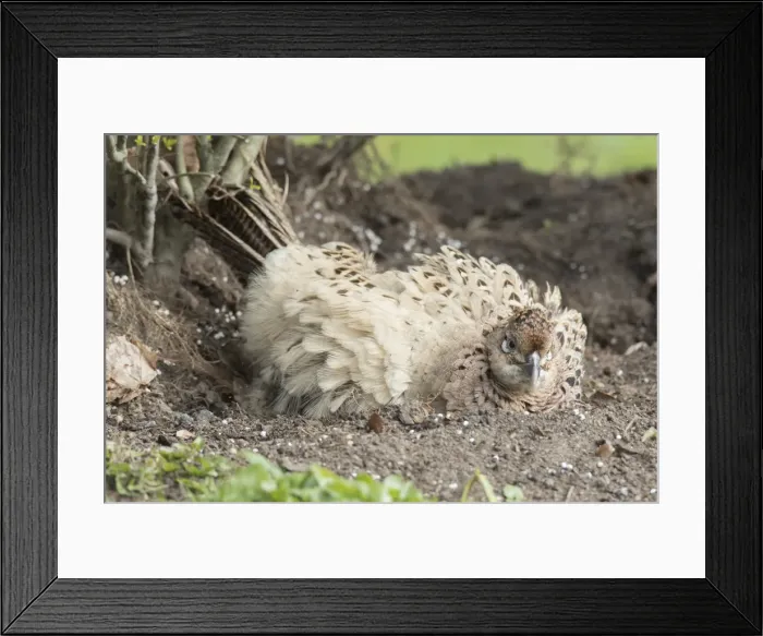 Framed Print : Picture No. 11992982 Framed Print : Picture No. 11992982