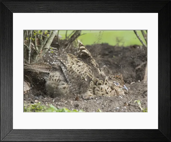 Framed Print : Picture No. 11992983 Framed Print : Picture No. 11992983