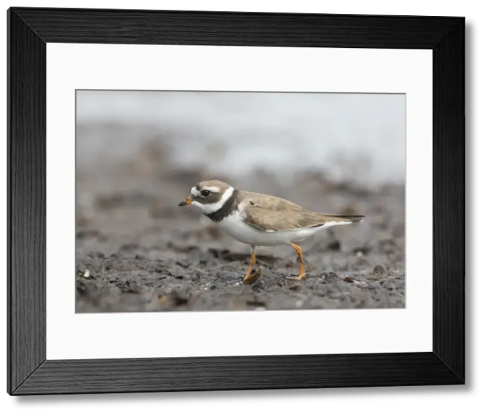 Framed Print : Picture No. 11992986 Framed Print : Picture No. 11992986